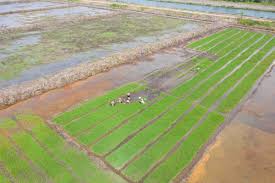 Apresiasi Peran Kelompok Pengusaha Dalam Program Cetak Sawah